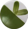 Pine Green
