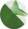Green Dream