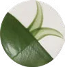 Green Dream