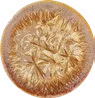 Proxima Centauri